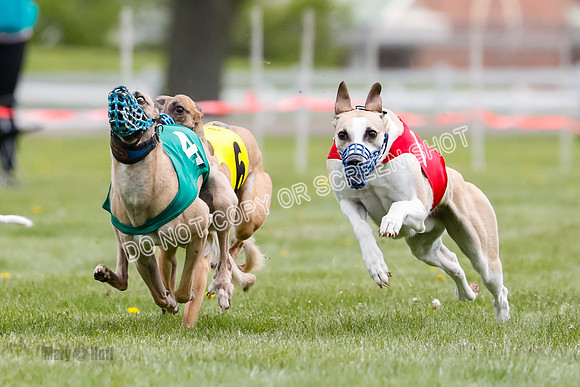 WRA, Prg 1, Race 14, Chase Buttercup Joplin Cinder Navi-8512