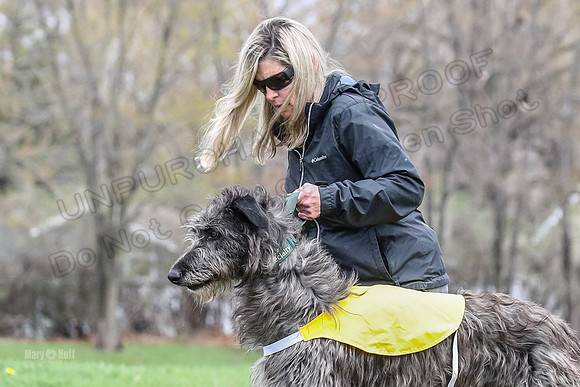 Finals Scottish Deerhound-4629