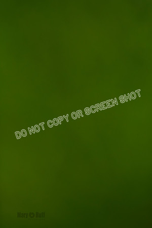 _E4I6577
