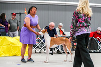 Open Smooth Coat Dogs