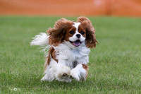 Fun Run