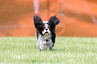 MCH70289