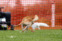 MCH77736