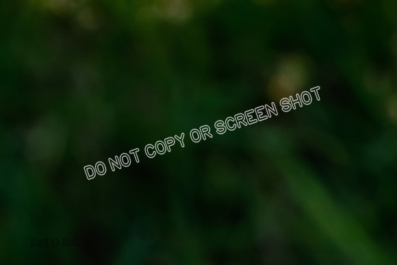_E4I5421