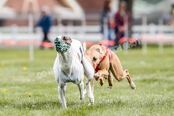 WRA, Prg 1, Race 12, Tanooki Jigsaw Cheetah Bookie-8467