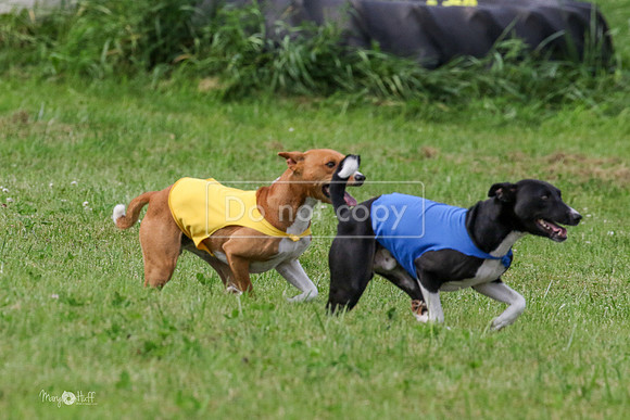 MCH72931  Zephyr, Daisy, Jetta