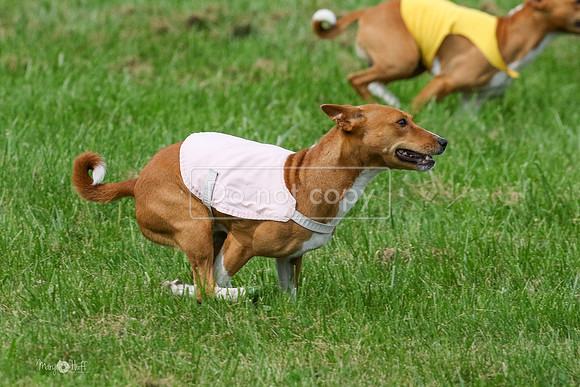 MCH72935  Zephyr, Daisy, Jetta