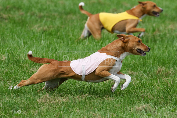 MCH72936  Zephyr, Daisy, Jetta