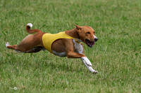 MCH72946  Zephyr, Daisy, Jetta