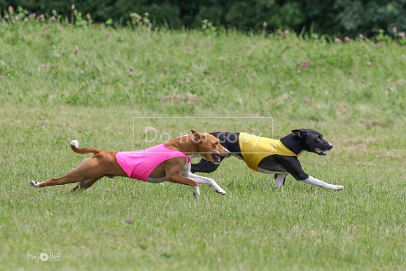 MCH73336  Daisy, Zephyr, Jetta