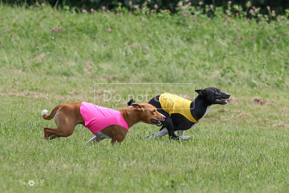 MCH73337  Daisy, Zephyr, Jetta