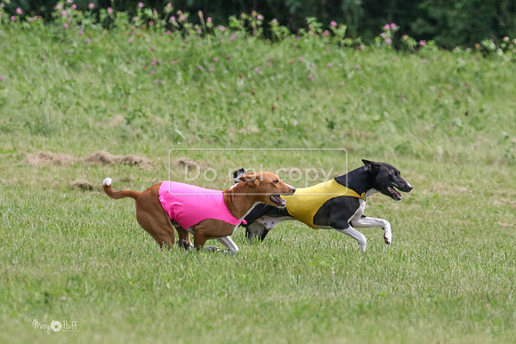 MCH73338  Daisy, Zephyr, Jetta