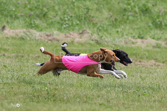MCH73339  Daisy, Zephyr, Jetta