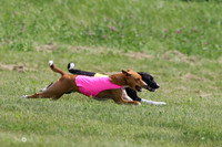 Basenji