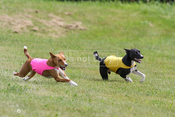 MCH73343  Daisy, Zephyr, Jetta