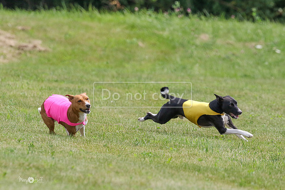 MCH73344  Daisy, Zephyr, Jetta