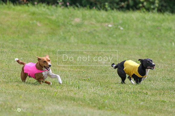MCH73345  Daisy, Zephyr, Jetta