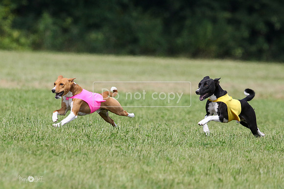 MCH73356  Daisy, Zephyr, Jetta