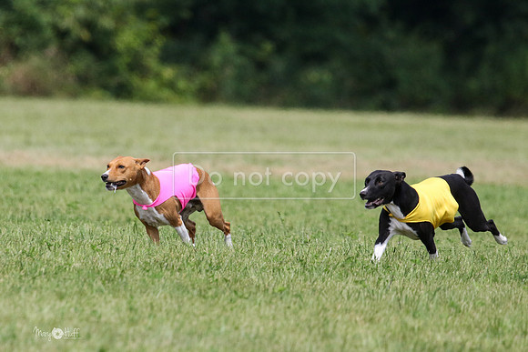 MCH73357  Daisy, Zephyr, Jetta