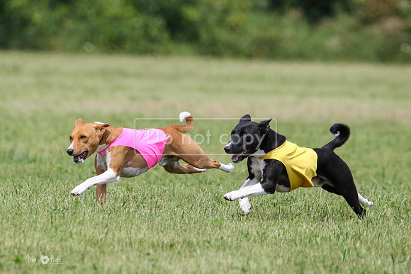 MCH73359  Daisy, Zephyr, Jetta