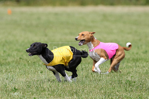 MCH73363  Daisy, Zephyr, Jetta