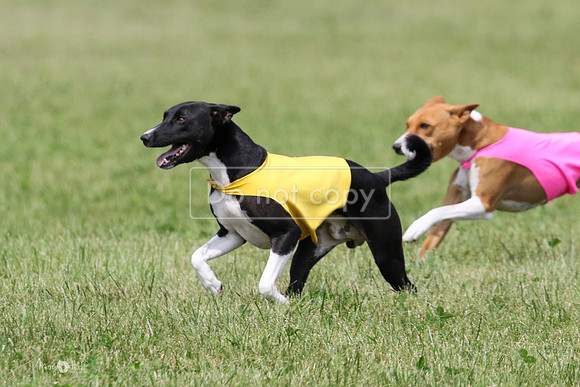MCH73364  Daisy, Zephyr, Jetta