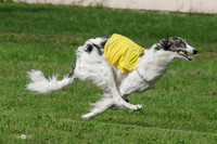 Borzoi