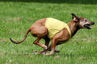 Rhodesian Ridgeback