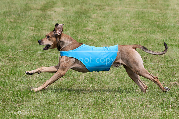 MCH73315 McKenzie, Euro, Bruno
