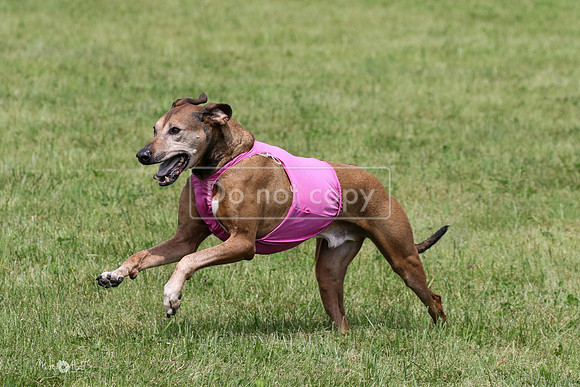 MCH73324 McKenzie, Euro, Bruno