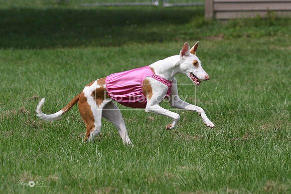 MCH73129