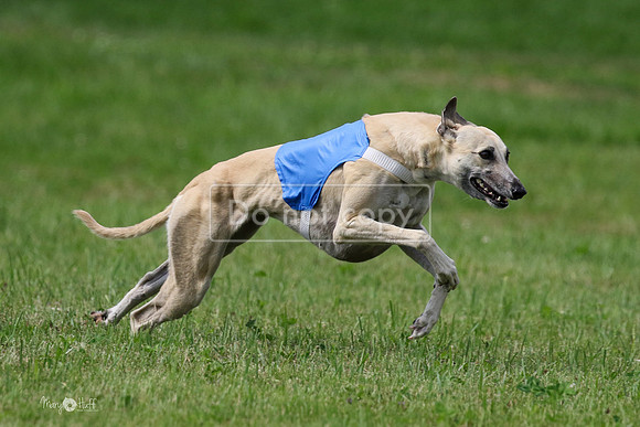 MCH73009