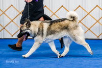 Winners Dog