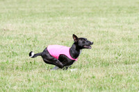 Basenji
