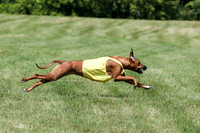 Rhodesian Ridgeback