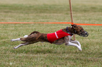 Basenji