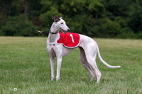 Greyhound