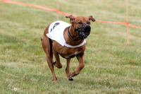 Rhodesian Ridgeback