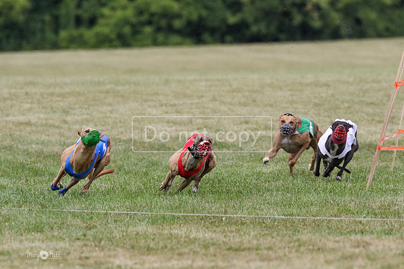MCH70556 Stoke, Jack, Bean, Jagger