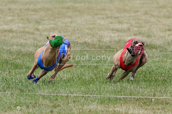 MCH70556-2 Stoke, Jack, Bean, Jagger