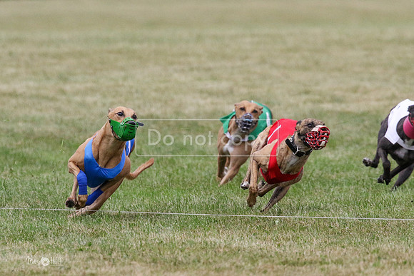 MCH70559 Stoke, Jack, Bean, Jagger
