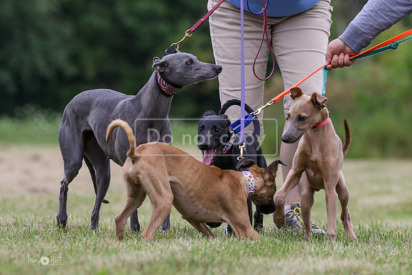 MCH70884