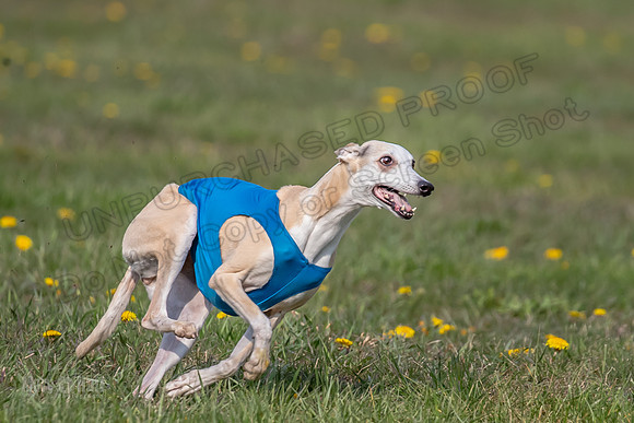1 Prelim Veterans 1 Bandit Justice Raya-6804