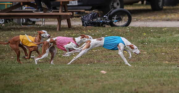 1 Prelims Fch 1 Penny Jadis Willow-5752
