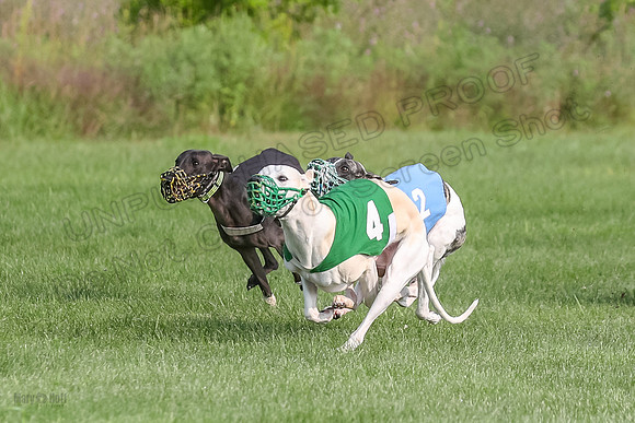 prg 1 race 2 Wallie Frankie Devo Sid Elsa-2866-2