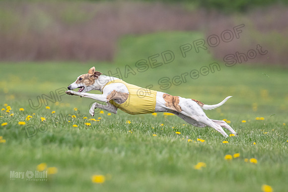 Finals Open B3 Pearl CaraCara-8009