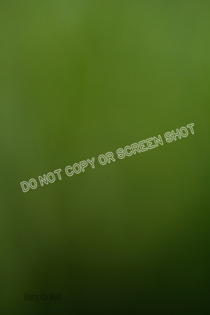 _E4I5909
