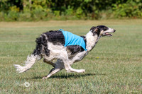 Borzoi