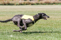 Deerhound