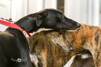 Greyhound
